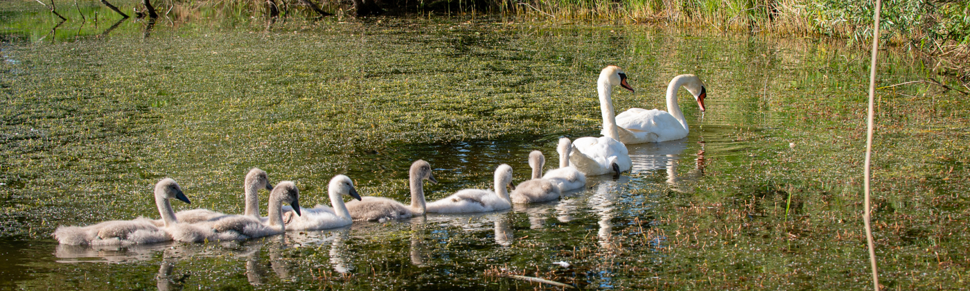 Famille par Angelino SPECIALE